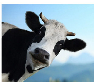 Пробивая дно: в россии заменили обычное мыло навозным