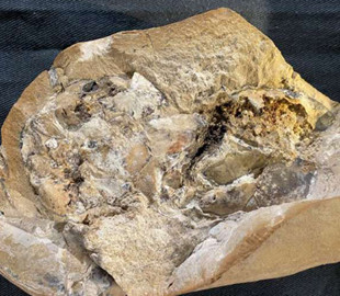 Вчені виявили серце, якому понад 380 мільйонів років