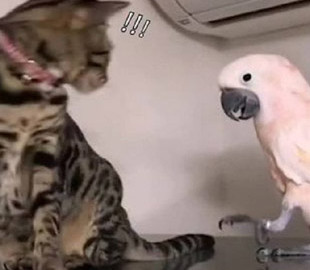 Попугай подразнил кота и попал на видео