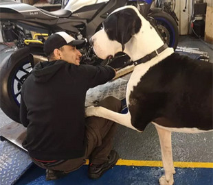 Сеть рассмешила собака, похожая на корову