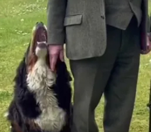Собака президента Ірландії стала хітом соцмереж