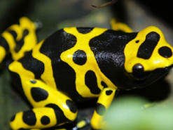 На планеті раптово виявили жаб, яких раніше вважали вимерлими