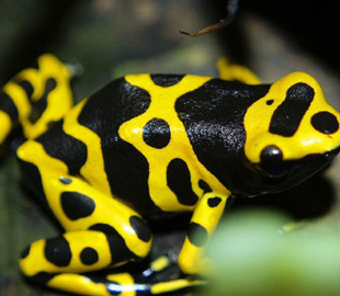 На планеті раптово виявили жаб, яких раніше вважали вимерлими