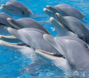 У дельфінів виявили пам'ять, як у людини