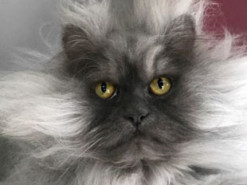 Кот с необычной мордой "запустил" собственную линую одежды