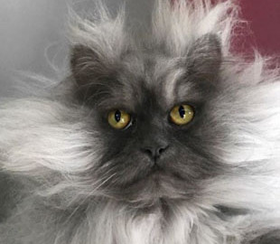 Кот с необычной мордой "запустил" собственную линую одежды