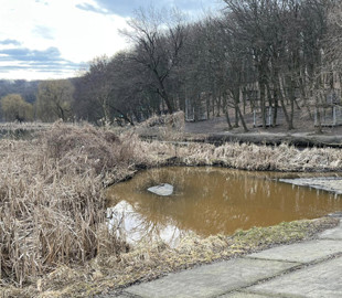 На озері в Києві змінюється колір води: що відбувається