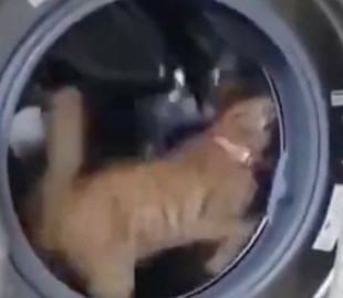 Кот превратил стиральную машину в веселый аттракцион