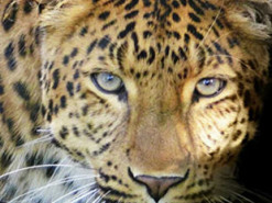 Загадка с замаскированным леопардом озадачила пользователей сети