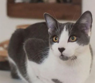 Кот необычного окраса стал звездой интернета