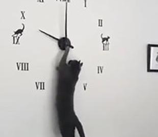 Научившаяся переводить стрелки часов кошка стала звездой Сети