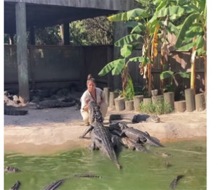 Мережу облетіло відео, як жінка годує з рук зграю гігантських алігаторів: хижаки спокійно чекають своєї черги