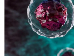 Нанотехнології. Словенські дослідники навчилися створювати полімерні об'єкти безпосередньо в клітині людини