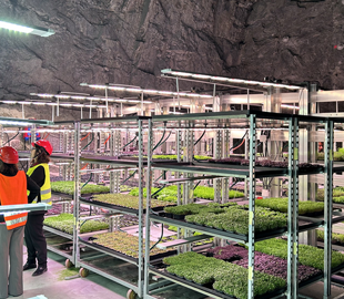 Печерна вертикальна ферма потребує менше енергії, ніж конкуренти