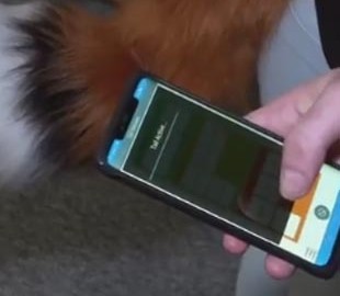 Разработан киберхвост, которым можно управлять через приложение