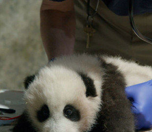 "Маленькое чудо". Зоопарк в Вашингтоне будет транслировать онлайн жизнь детеныша панды