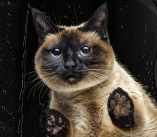 Точніше за будь-якого синоптика: АІ за хвилину пророкує погоду на 10 днів уперед