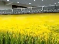 Сеть озадачила подвижная оптическая иллюзия