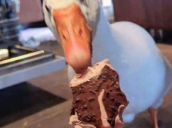 Сеть в восторге от гуся, ставшего домашним любимцем