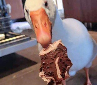 Сеть в восторге от гуся, ставшего домашним любимцем