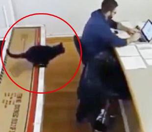 Кот «помог» хозяину за ноутбуком с работой: прыгнул на документы, устроив на столе беспорядок