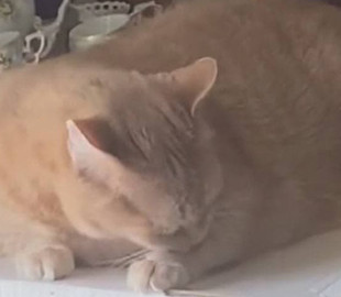 Ненавидящий собственную шерсть кот удивил интернет