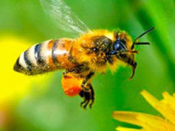 Ученые научили роботов общаться на «языке пчел»