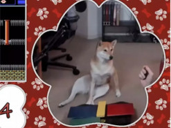 Собака спробує побити рекорд швидкісного проходження комп'ютерної гри