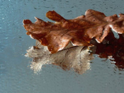 Гороскоп на 7 листопада для всіх знаків зодіаку: день, коли не можна скидати оберти