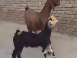 Танцующие козлы вдохновили пользователей сети на творчество