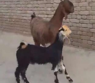 Танцующие козлы вдохновили пользователей сети на творчество