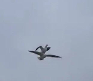 "Главное — хвост!": курьезная чайка использовала другую птицу как транспорт, чтобы долететь до дома