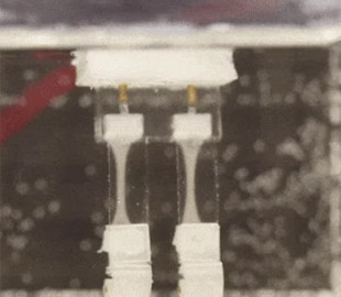 Двоногий робот із живими м'язами пройшовся під водою