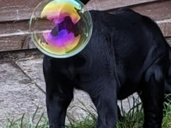 Собака стала звездой интернета