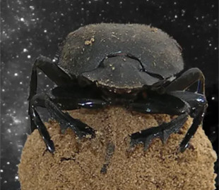 Єдина у світі комаха використовує Чумацький Шлях замість компаса: як їй це вдається