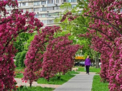 Обов’язкове місце для селфі: на Березняках вкрився рожевим цвітом “тунель кохання”