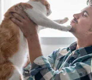 Чому ми любимо котів, а коти люблять нас: відповідь учених