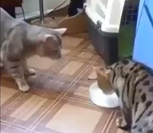 Курьез: коты-джентельмены доказали, что кошачья дружба существует