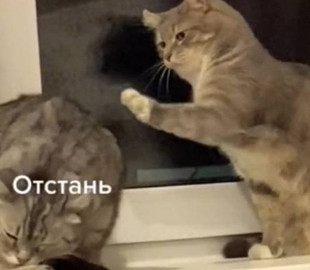 Кошка требовала внимания от своего «парня»: трогала лапой
