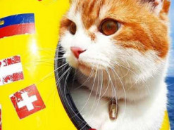 Український кіт-мандрівник Кока: 25 тисяч кілометрів у небі і заблокований інстаграм