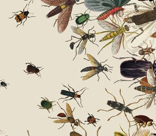Ученые случайно открыли новый вид насекомых с помощью Твиттера