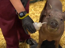 Технология электронного мозга Neuralink протестирована на свиньях