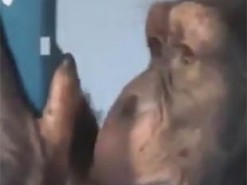 Ставит лайки и листает ленту: обезьяну научили пользоваться Instagram