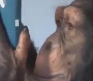 Ставит лайки и листает ленту: обезьяну научили пользоваться Instagram