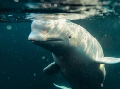 «Російського кита-шпигуна» могли застрелити - зоозахисники закликають провести розслідування