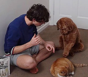 Блогер научил собаку гладить лапой кота: Сеть в восторге от эксперимента