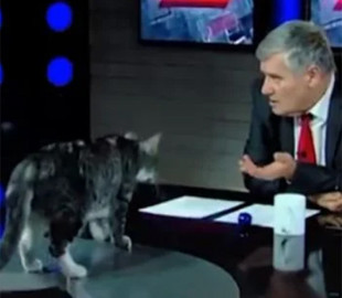 У Грузії кіт перервав прямий ефір політичного шоу