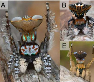 Павуки-оси дурять не тільки нас, а й штучний інтелект