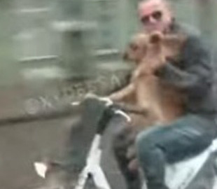 "Это же Стейтем": в сети смеются над поездкой собаки на мотоцикле в Одессе