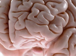 Стає все страшніше. Neuralink готовий довірити роботам імплантувати свої чіпи в мозок людей